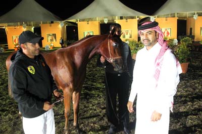 arabian horse show in Bahrain