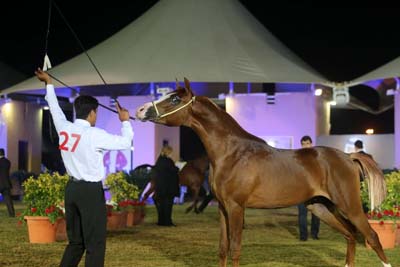 Bahrain Arabian Horse Show