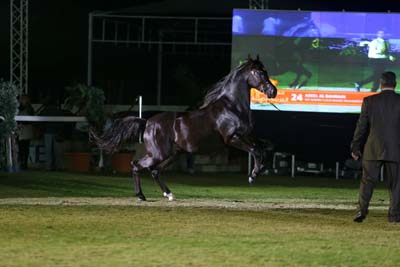 Bahrain Arabian Horse Show