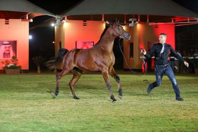 Bahrain Arabian Horse Show