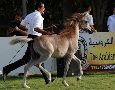 arabian show horse