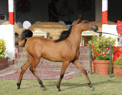 arabian show horse