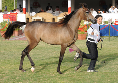 arabian show horse