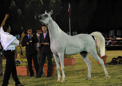 arabian show horse