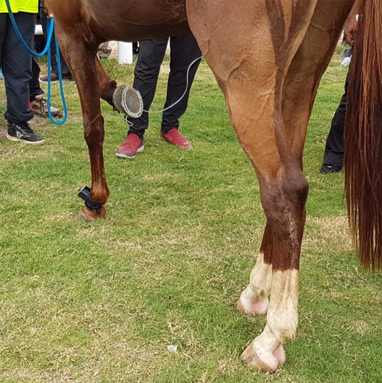 Normal reaction of a healthy horse. The test consists in pushing a blunt point against the leg with a slowly increasing pressure. This test does not create any pain or wound.